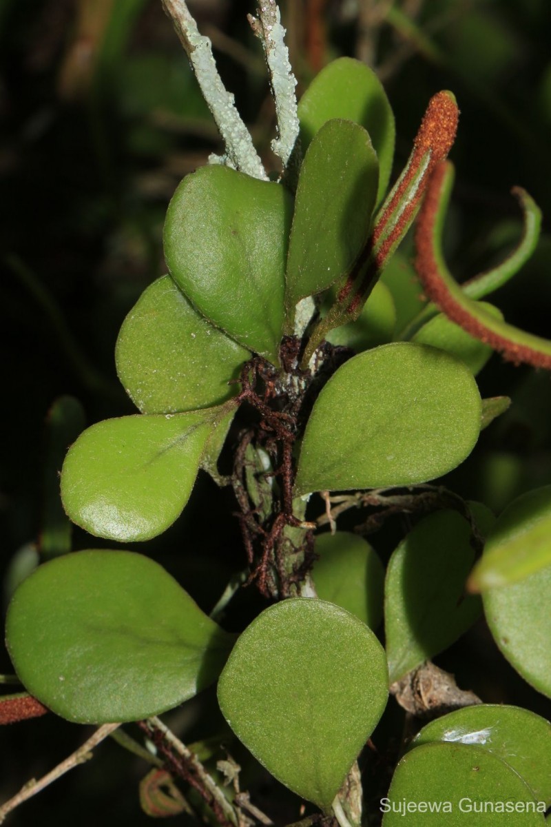 Pyrrosia heterophylla  (L.) M.G.Price